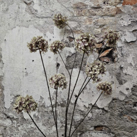 Silk hortensia