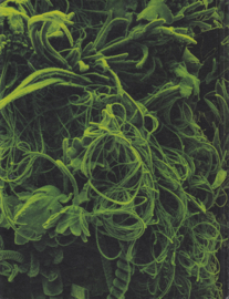 Tales of the Moss People – Kim Simonsson