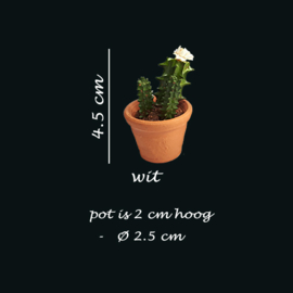 Bl-04.1:  Bloeiende Cactus / Plant