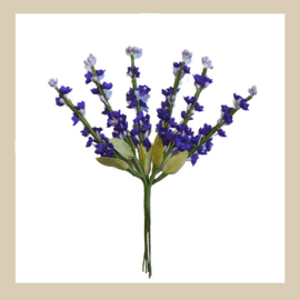 Bl-01.06: Lavendel