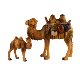 Dd-404 Kameel  en/of jong kameel