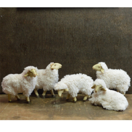 Dd-855a Wollige schapen (set 5 stuks)