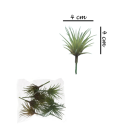 Bl-04.8a: Mini Tillandsia 'luchtplantje' (8 stks)