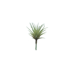 Bl-04.8a: Mini Tillandsia 'luchtplantje' (8 stks)