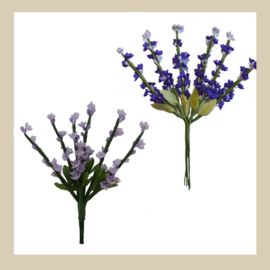 Bl-01.06: Lavendel