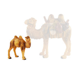 Dd-4041 Jong kameel