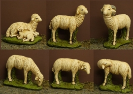 S/H 6.0gr:  Schapen voor bij ca. 40 cm fig.