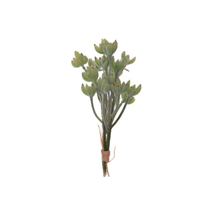 Bl-04.9a: Vetplant /licht grijsgroen