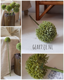 ALLIUM