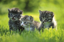 Fotobehang Kittens