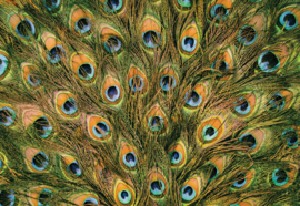 Fotobehang Peacock Feathers