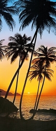 Fotobehang Idealdecor 00529 Sunny Palms