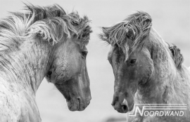 Fotobehang Noordwand Farm life 3750020 Grey horses