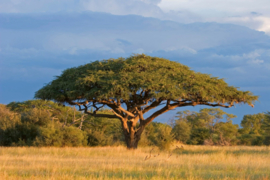 Fotobehang Acacia boom