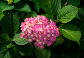 Fotobehang Hydrangea Pink Flowers