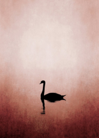 Fotowand Swan lake by Kubistika afm. 200cm x 280cm hoog