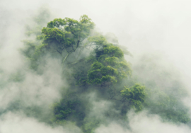 Fotobehang  Regenwoud in de jungle van Japan