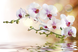 Fotobehang Witte orchideeën