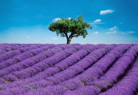 Fotobehang Idealdecor 00144 Provence