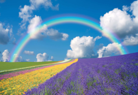 Fotobehang Bloemenveld met regenboog