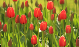 Fotobehang Holland 6226 - Tulpen rood ||