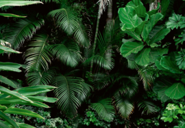 Fotobehang Jungle bladeren groen