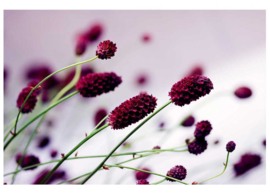 Fotobehang Violet bloemen