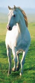 Fotobehang Idealdecor 00514 White Horse