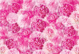 Fotobehang Mooie roze bloemen