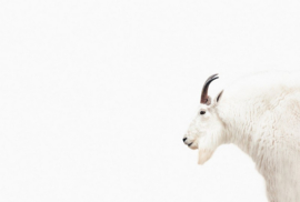 Fotowand Mountain Goat by Monica Strigel afm. 400cm x 270cm hoog