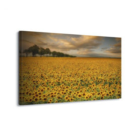 Canvasdoek Sunflowers by Piotr Krol