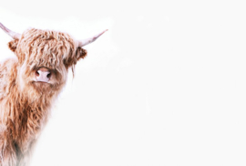 Fotowand Highland cattle 2 by Monica Strigel afm. 400cm x 270cm hoog