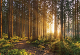 Fotobehang Zon tussen de bomen