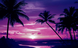 Fotobehang Zonsondergang Palmstrand