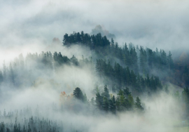 Fotobehang Mistig bos landschap