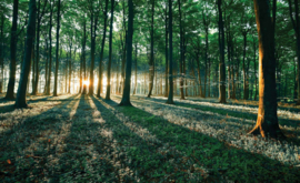 Fotobehang Morgenzon in het Bos