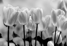 Fotobehang Black And White Tulips