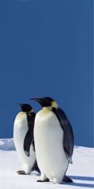 Dutch DigiWalls fotobehang art. 70027 Penguins