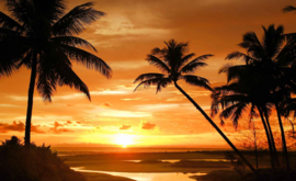 Fotobehang Zonsondergang Palmstrand