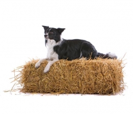 Fotobehang Noordwand Farm life 3750054 Barn dog