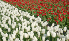 Fotobehang Holland 8123 - Tulpen wit en rood