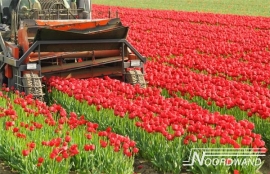 Fotobehang Noordwand Farm life 3750003 Tulip field