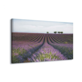 Canvasdoek Velours de Lavender by Margarita Chernilova