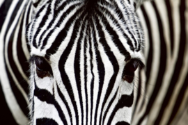 Fotobehang Zebra