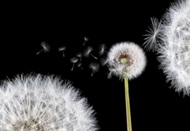 Fotobehang Dandelions