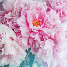 Fotobehang Roze bloemen