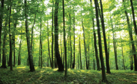 Fotobehang Bos met Groene Bomen