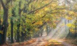 Fotobehang Holland 4738 - Beukenlaantje in de herfst