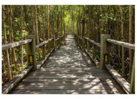 Fotobehang Mangrove bos