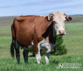 Fotobehang Noordwand Farm life 3750063 Cow in field